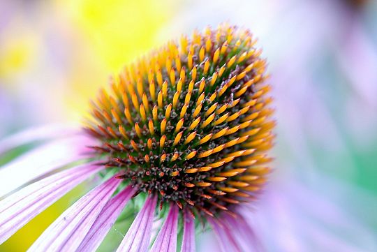 echinacea-01614592322.jpg